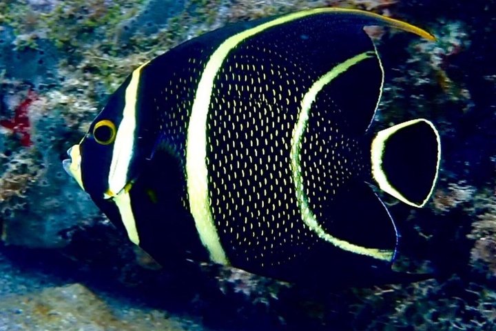 Vieques : Snorklingstur med havssköldpaddor och Stingrockor