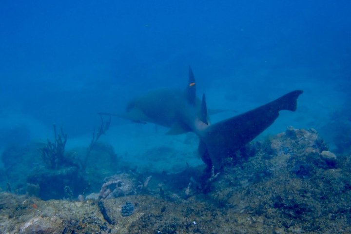 Vieques : Snorklingstur med havssköldpaddor och Stingrockor