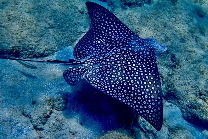 Vieques : Snorklingstur med havssköldpaddor och Stingrockor