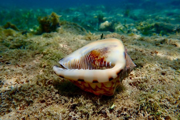 Vieques : Snorklingstur med havssköldpaddor och Stingrockor