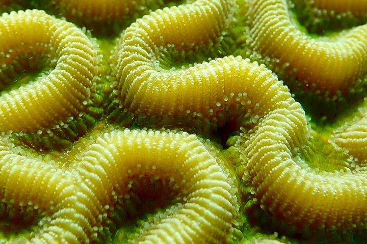 Vieques : Snorklingstur med havssköldpaddor och Stingrockor