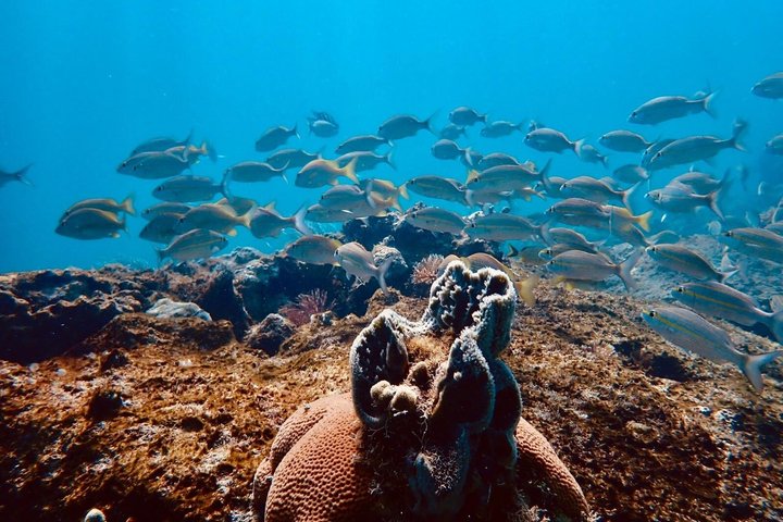 Vieques : Snorklingstur med havssköldpaddor och Stingrockor