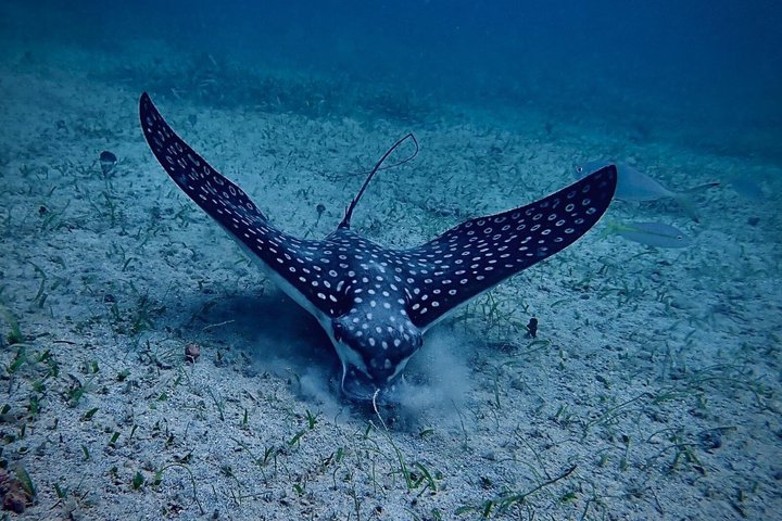 Vieques : Snorklingstur med havssköldpaddor och Stingrockor
