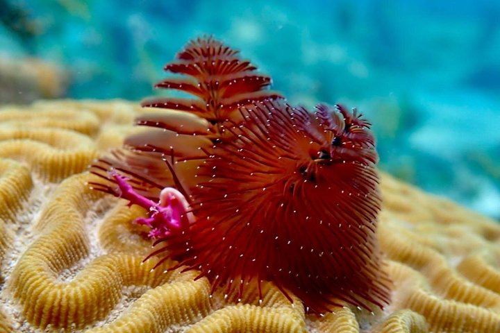 Vieques : Snorklingstur med havssköldpaddor och Stingrockor