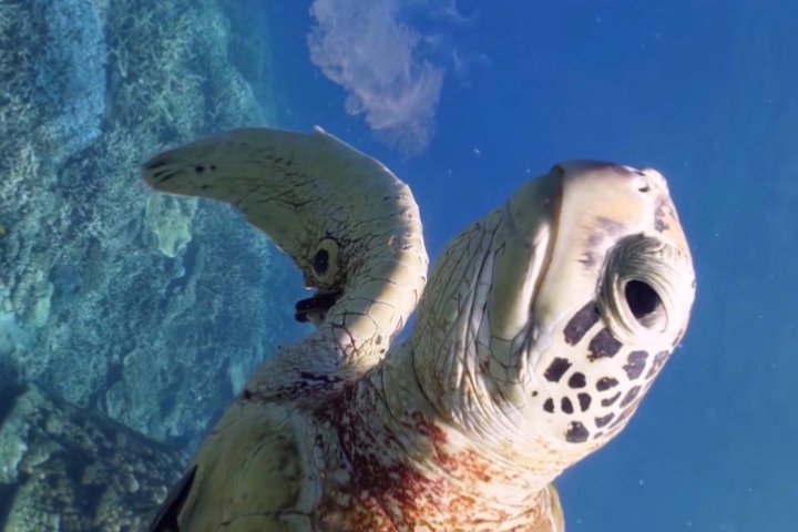 Vieques : Snorklingstur med havssköldpaddor och Stingrockor