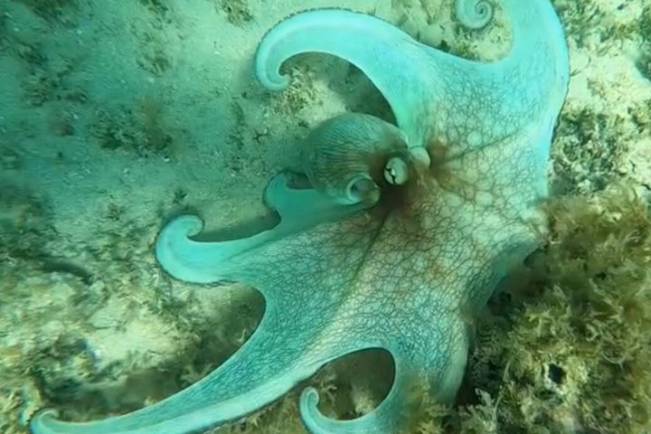 Vieques : Snorklingstur med havssköldpaddor och Stingrockor