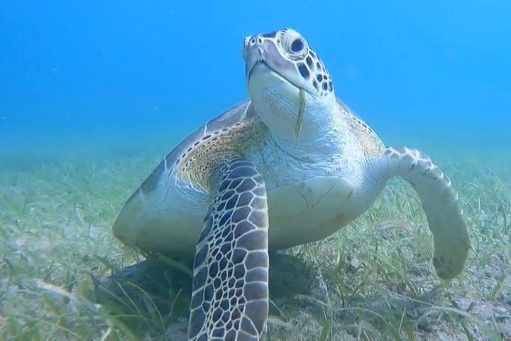Vieques : Snorklingstur med havssköldpaddor och Stingrockor