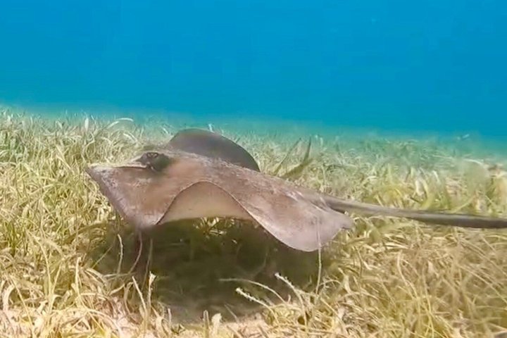 Vieques : Snorklingstur med havssköldpaddor och Stingrockor