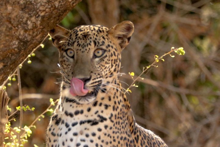 Journée complète / demi-journée WildlifeAdventure à Yala-National-Park