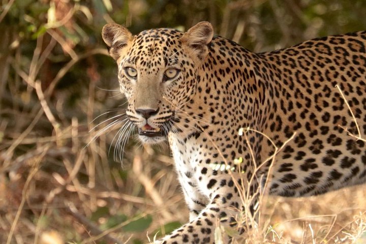 Journée complète / demi-journée WildlifeAdventure à Yala-National-Park