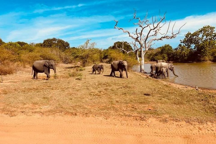 Journée complète / demi-journée WildlifeAdventure à Yala-National-Park