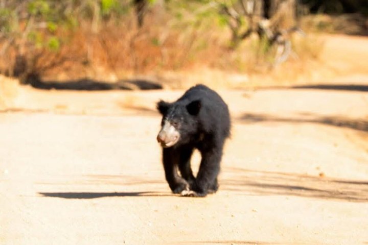 Journée complète / demi-journée WildlifeAdventure à Yala-National-Park