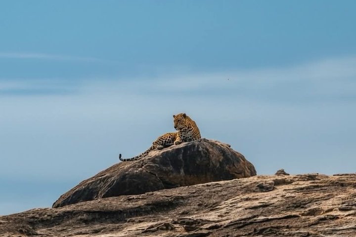 Journée complète / demi-journée WildlifeAdventure à Yala-National-Park
