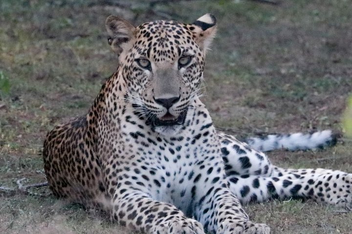 Journée complète / demi-journée WildlifeAdventure à Yala-National-Park