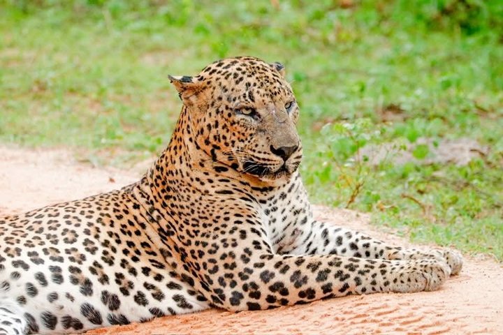 Journée complète / demi-journée WildlifeAdventure à Yala-National-Park