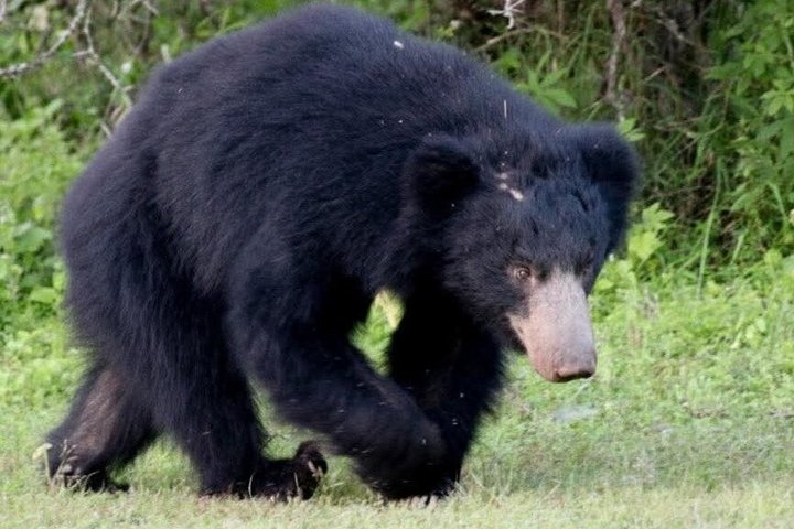 Journée complète / demi-journée WildlifeAdventure à Yala-National-Park