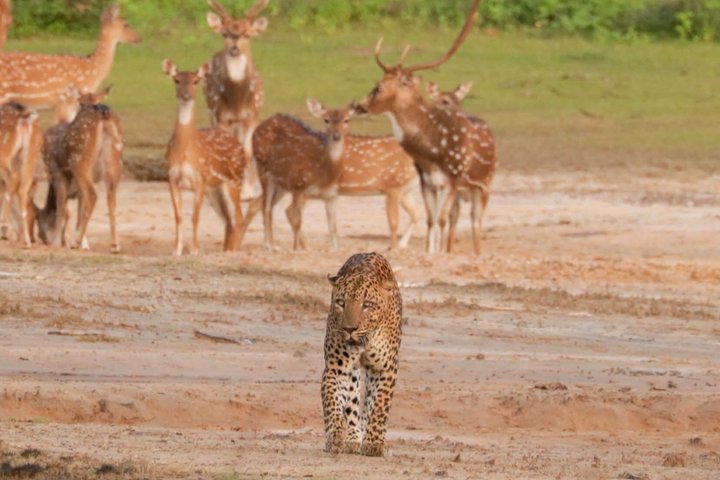 Journée complète / demi-journée WildlifeAdventure à Yala-National-Park