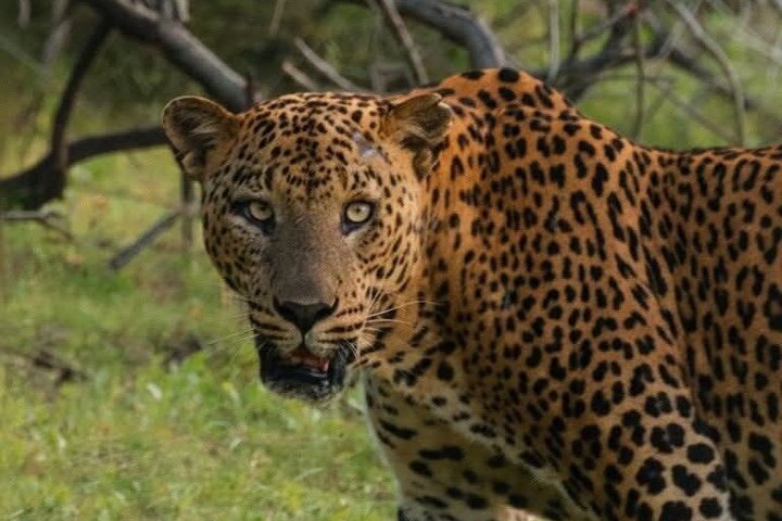 Journée complète / demi-journée WildlifeAdventure à Yala-National-Park