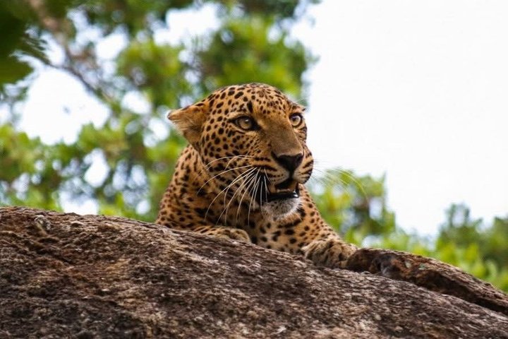 Journée complète / demi-journée WildlifeAdventure à Yala-National-Park