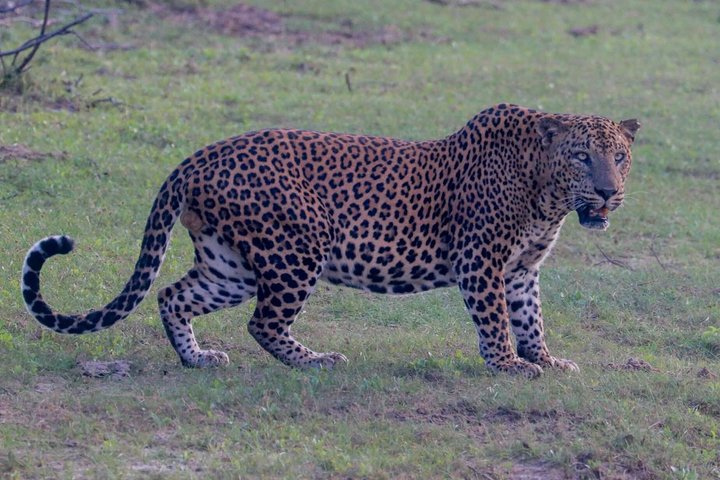 Journée complète / demi-journée WildlifeAdventure à Yala-National-Park