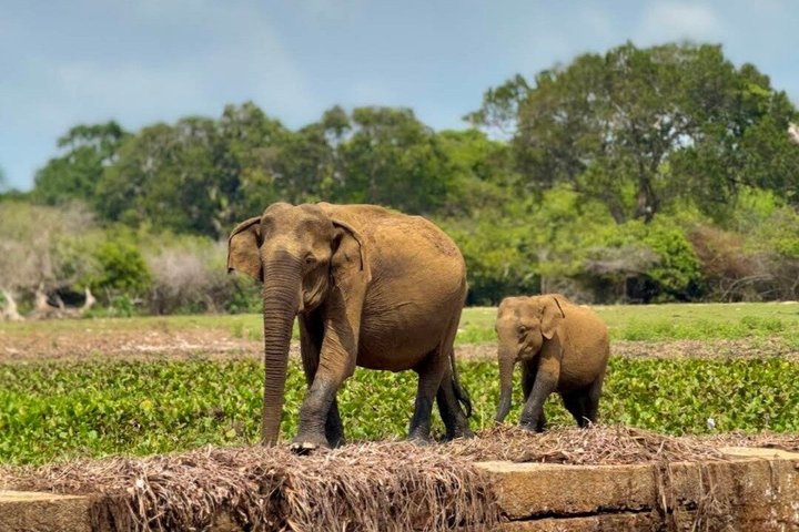 Journée complète / demi-journée WildlifeAdventure à Yala-National-Park