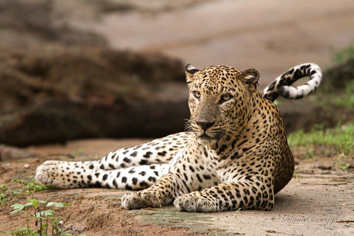Journée complète / demi-journée WildlifeAdventure à Yala-National-Park