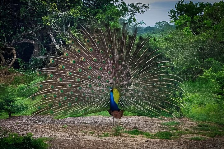 Journée complète / demi-journée WildlifeAdventure à Yala-National-Park