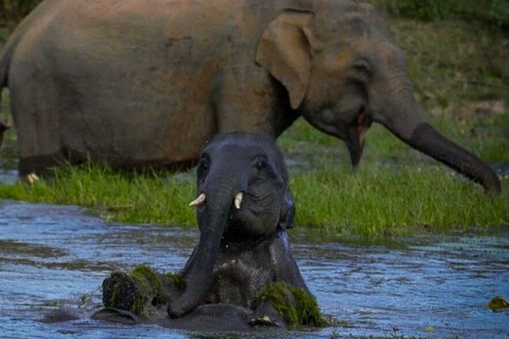 Journée complète / demi-journée WildlifeAdventure à Yala-National-Park
