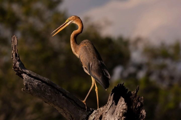 Journée complète / demi-journée WildlifeAdventure à Yala-National-Park