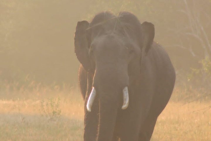 Journée complète / demi-journée WildlifeAdventure à Yala-National-Park