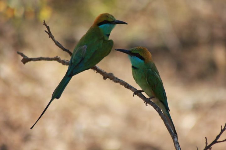 Journée complète / demi-journée WildlifeAdventure à Yala-National-Park