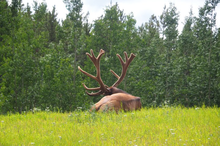 Journée en Arctique : excursion dans la réserve naturelle du Yukon et les sources chaudes | demi-journée
