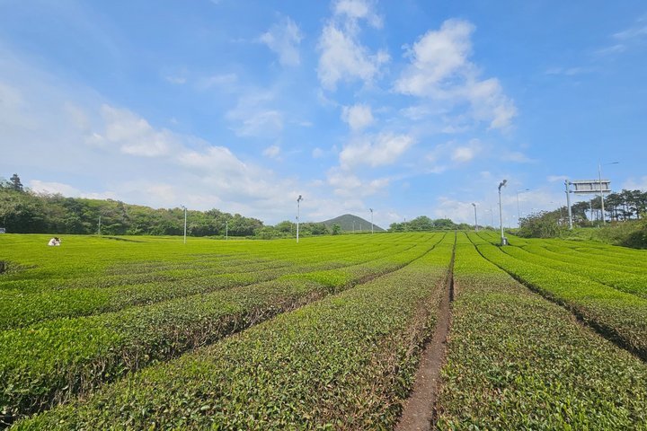 Jeju South-West Essentials : Hallasan & Signature hoogtepunten