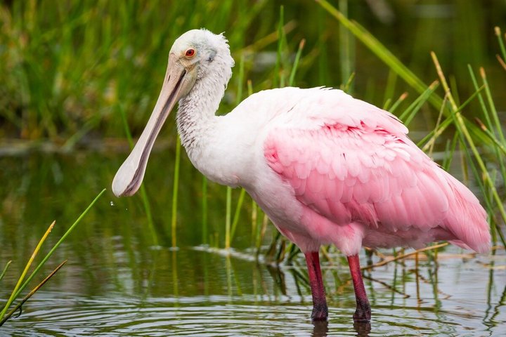Parco Nazionale Flamingo Everglades 3 - Noleggio Canoa Seat