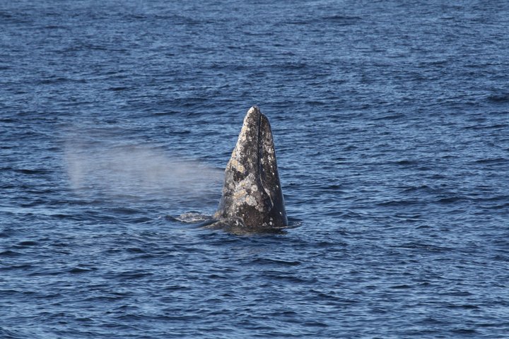 San Diego Whale / Dolphin Watching kryssning ombord på lyxfartyg