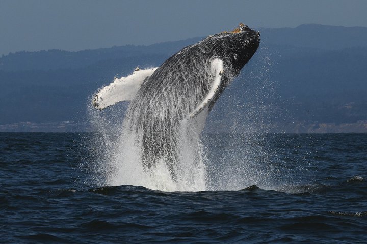 San Diego Whale / Dolphin Watching kryssning ombord på lyxfartyg