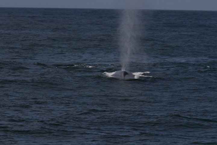 San Diego Whale / Dolphin Watching kryssning ombord på lyxfartyg