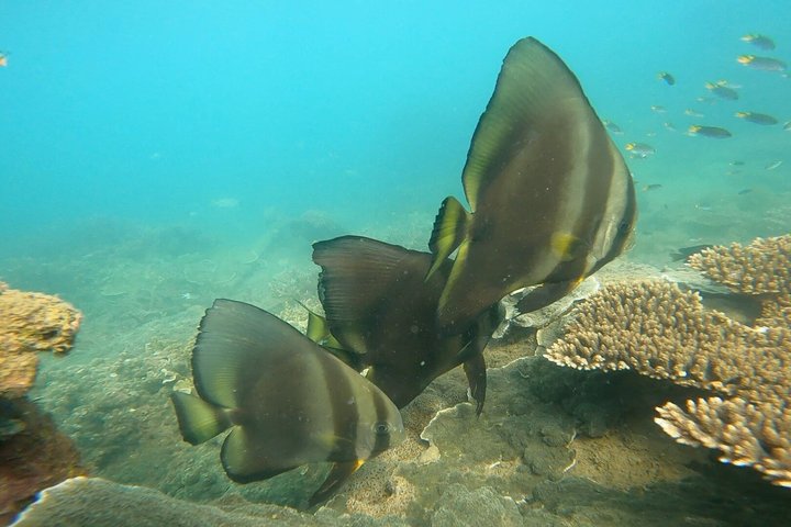 Restauranter i nærheten av Magnetic Island Snorkel Jet Ski Tour