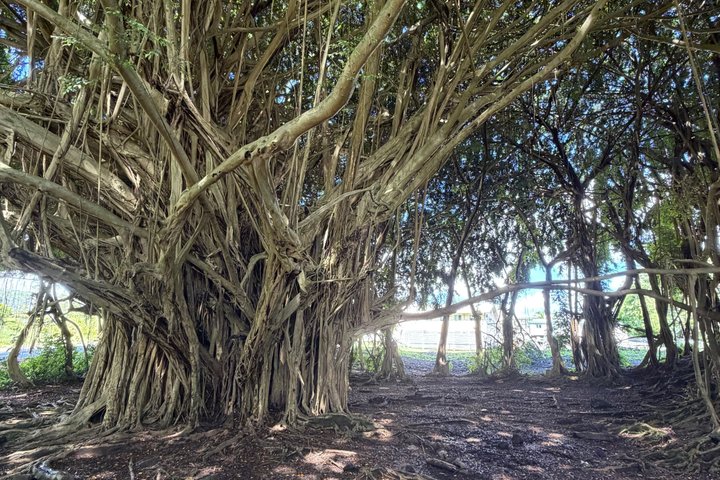 Big Island : Volcans d'Hawaii, cascades et Hilo Adventure