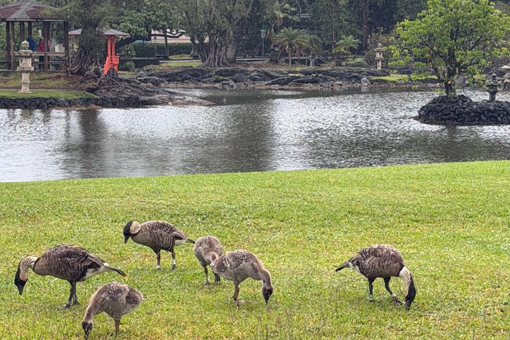 Big Island : Volcans d'Hawaii, cascades et Hilo Adventure