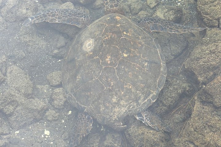 Big Island : Volcans d'Hawaii, cascades et Hilo Adventure