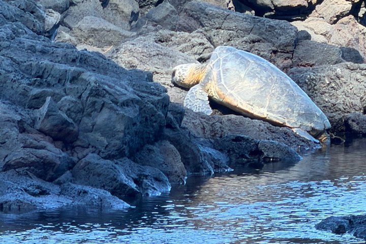 Big Island : Volcans d'Hawaii, cascades et Hilo Adventure