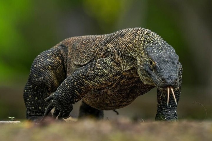 Tour privado en lancha rápida por la mañana temprano al Parque Nacional de Komodo