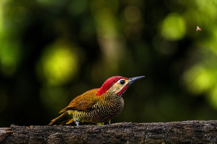 Mindo Regenwoud Vogelspotten & Fotografie I Privé Dagtocht