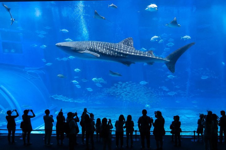 Tour panoramico e delle gemme nascoste di Okinawa settentrionale 1–8 ospiti(4 - 8H)