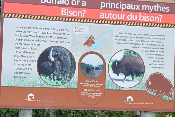 Bison und North Arm Scenic Highway Bustour