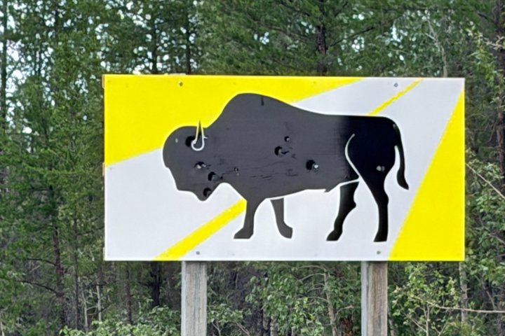 Bison und North Arm Scenic Highway Bustour