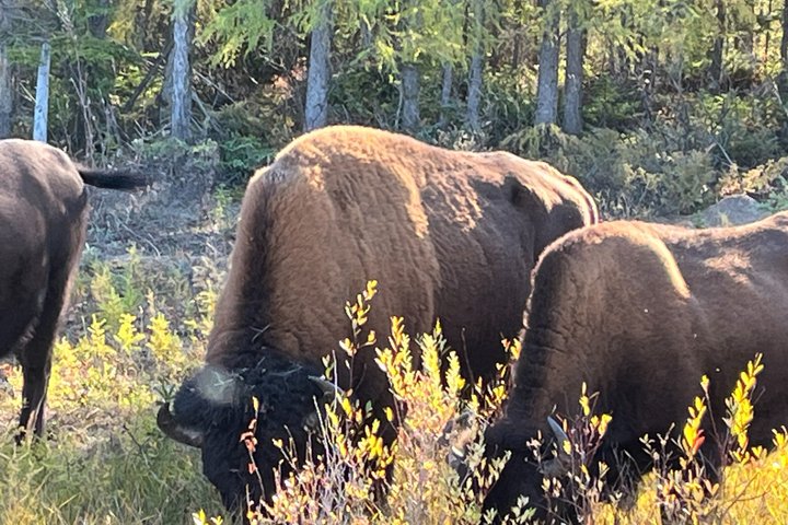 Bison und North Arm Scenic Highway Bustour