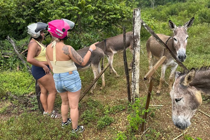 Tour en safari por la selva desde Montego Bay