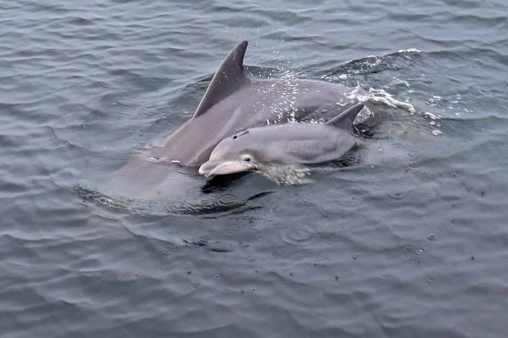 Frisky Meerjungfrau Delfin + Sightseeing Kreuzfahrt in Pensacola Beach